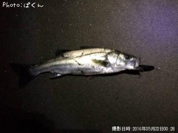 �����Х�