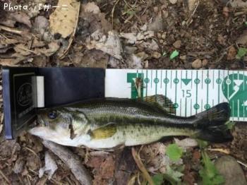 ¥Ö¥é¥Ã¥¯¥Ð¥¹