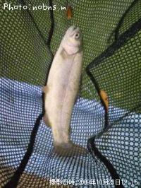 �쥤��ܡ��ȥ饦��