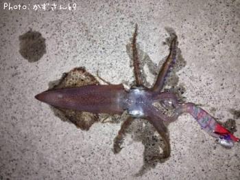 ¥Æ¥¯¥Ó¥¤¥«