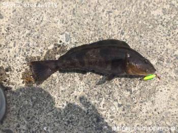 �����ʥ�