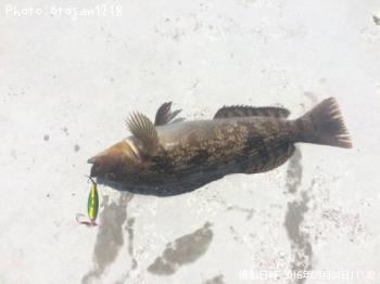 �����ʥ�