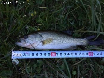 �֥�å��Х�