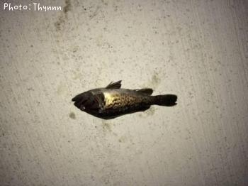 ���ӥ���