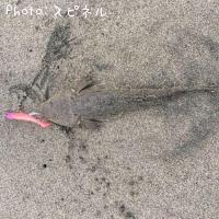 ¥Þ¥´¥Á