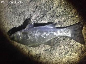 �ҥ饻����