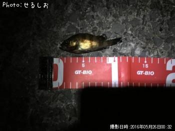 ����Х��