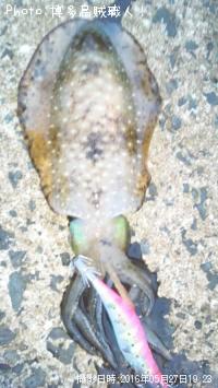 ¥¢¥ª¥ê¥¤¥«