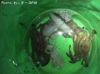 ¥Ò¥¤¥«¡¡¥±¥ó¥µ¥¥¤¥«¡¡¥ß¥ß¥¤¥«¡¡¥ï¥¿¥ê¥¬¥Ë