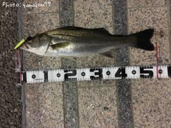 �����Х�