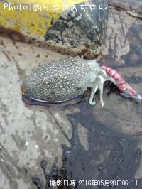 ¥·¥ê¥ä¥±¥¤¥«