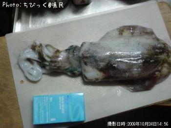 �����ꥤ��