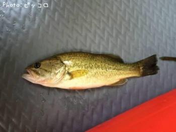 �֥�å��Х�