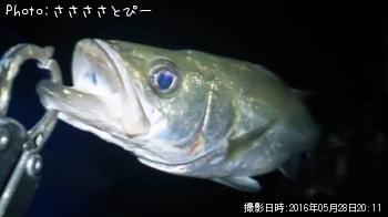 �����Х�����Х�