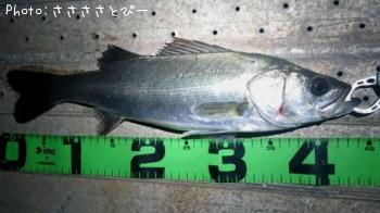 �����Х�����Х�