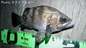 �����Х�����Х�