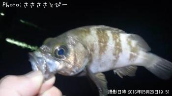 �����Х�����Х�