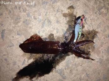 �ƥ��ӥ���