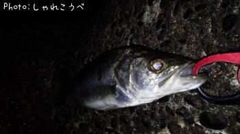 �����Х�