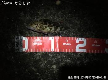 ¡ú¥¬¥·¥é¡ú