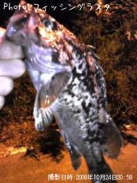 �٥å�������