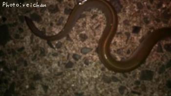 ¥Ë¥Û¥ó¥¦¥Ê¥®