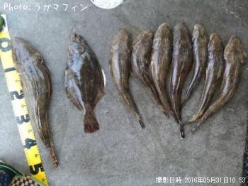 ¥Þ¥´¥Á¤â¤í¤â¤í