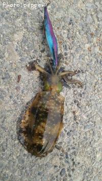 �����ꥤ��