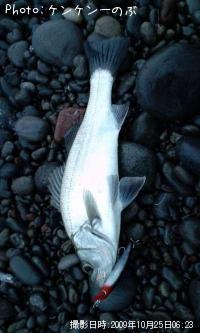 �ҥ饺�����ʥ�������