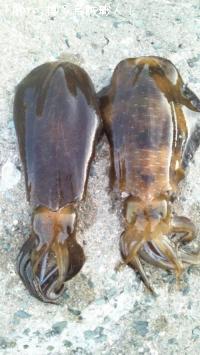 ¥¢¥ª¥ê¥¤¥«