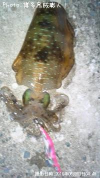 ¥¢¥ª¥ê¥¤¥«