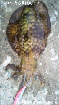 ¥¢¥ª¥ê¥¤¥«