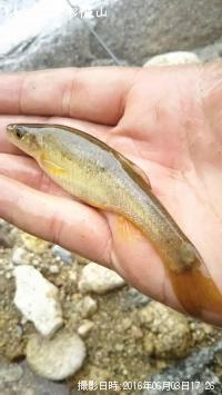 ¥¢¥Ö¥é¥Ï¥ä