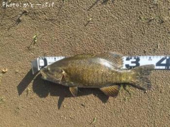 �֥�å��Х�