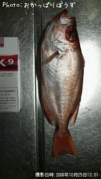 ����ȥ�����