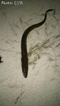 ��ҡ�����������Ф롢�������ᤸ��