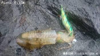 ¥¢¥ª¥ê¥¤¥«