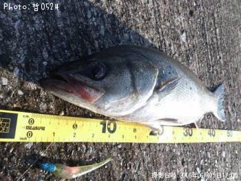 ¡¡¥·¡¼¥Ð¥¹