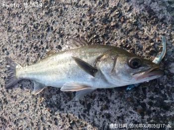 ¡¡¥·¡¼¥Ð¥¹