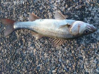 ¡¡¥·¡¼¥Ð¥¹