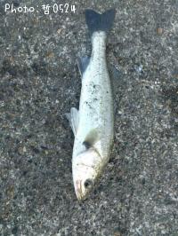 ¡¡¥·¡¼¥Ð¥¹