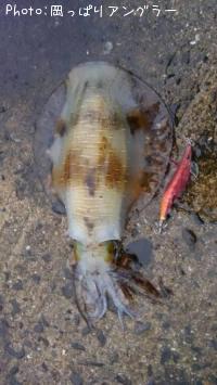 ¥¢¥ª¥ê¥¤¥«