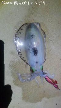 ¥¢¥ª¥ê¥¤¥«