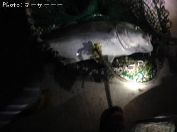 �����˥󥢥�