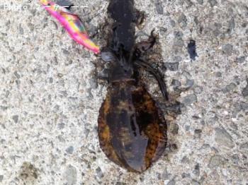 ¥¢¥ª¥ê¥¤¥«