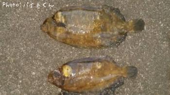 �ʥ᥿���쥤