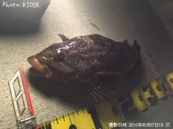 �����ʥ�