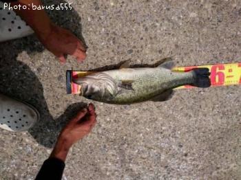 ¥Ö¥é¥Ã¥¯¥Ð¥¹