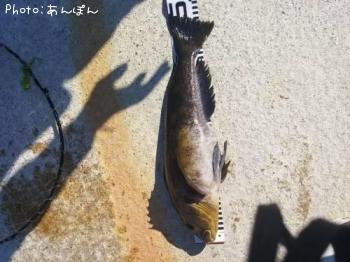 �����ʥ�