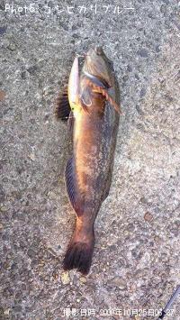 �����ʥ�